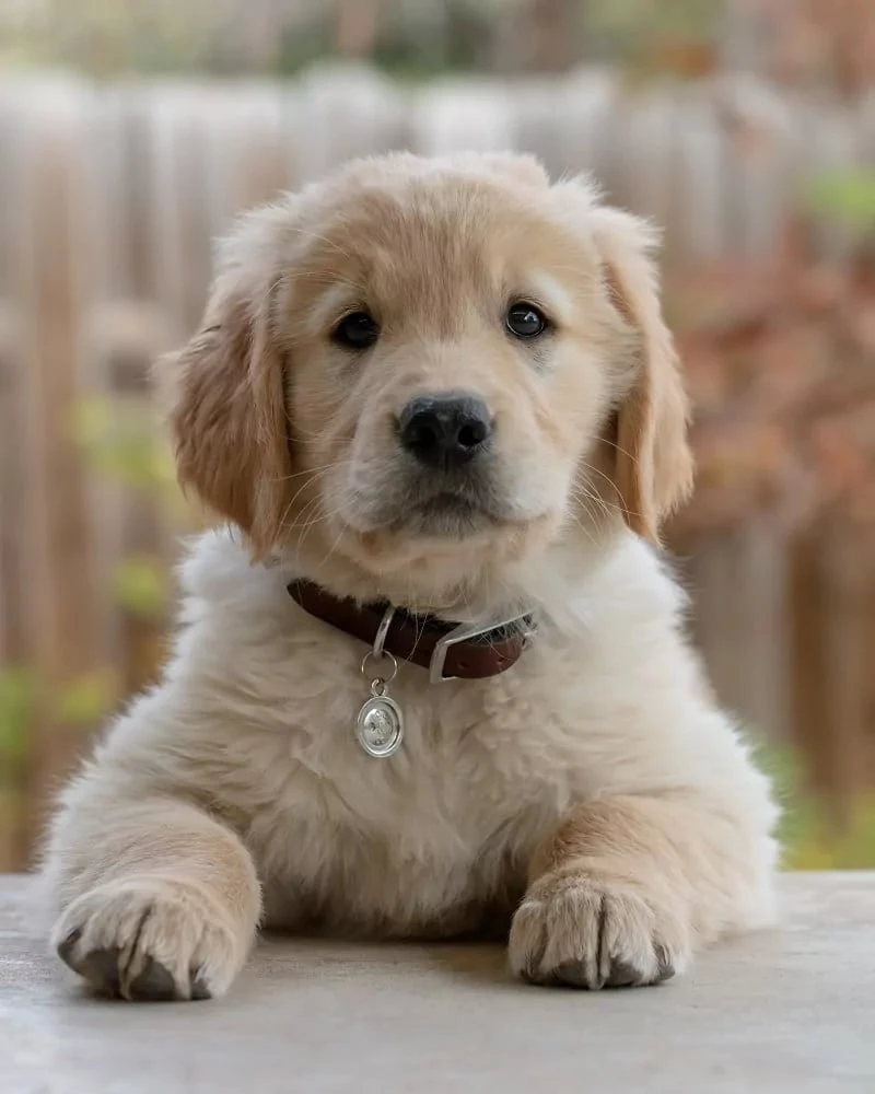 Maple the golden retriever