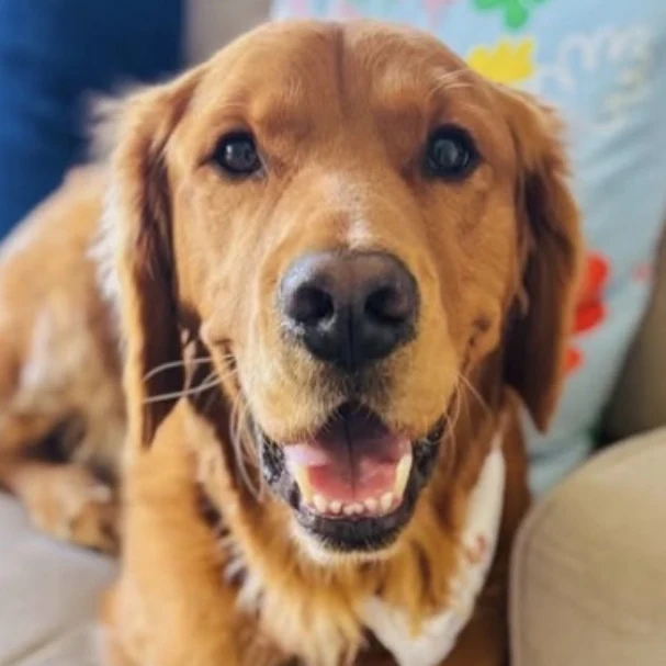 Maple the golden retriever